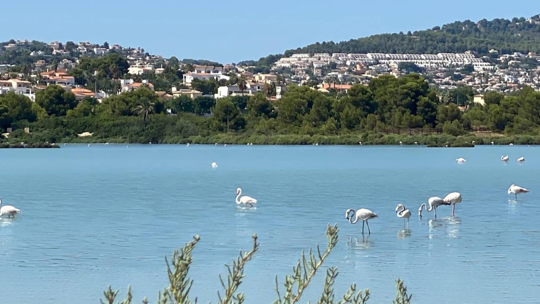 Timora Sea View New Apart' Hipocampos Calpe Exterior foto